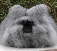 The Angora rabbit is a variety of domestic rabbit bred for its long, soft hair. The Angora is one of the oldest types of domestic rabbit, originating in Ankara, Turkey, along with the Angora cat and Angora goat. The rabbits were popular pets with French royalty in the mid 1700s, and spread to other parts of Europe by the end of the century. They first appeared in the United States in the early 1900s. They are bred largely for their long wool, which may be removed by shearing or plucking (gently pulling loose wool).