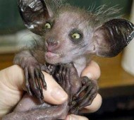 The Aye-aye (Daubentonia madagascariensis) is a strepsirrhine native to Madagascar that combines rodent-like teeth with a long, thin middle finger to fill the same ecological niche as a woodpecker. It is the world's largest nocturnal primate, and is characterized by its unique method of finding food; it taps on trees to find grubs, then gnaws holes in the wood and inserts its elongated middle finger to pull the grubs out.