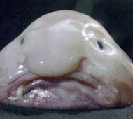 The blobfish (Psychrolutes marcidus) is a fish that inhabits the deep waters off the coasts of Australia and Tasmania. Due to the inaccessibility of its habitat, it is rarely seen by humans.Blobfish are found at depths where the pressure is several dozens of times higher than at sea level, which would likely make gas bladders inefficient. To remain buoyant, the flesh of the blobfish is primarily a gelatinous mass with a density slightly less than water; this allows the fish to float above the sea floor without expending energy on swimming. The relative lack of muscle is not a disadvantage as it primarily swallows edible matter that floats by in front it.