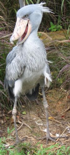 The Shoebill is a very large bird, averaging 1.2 m (4 ft) tall, 5.6 kg (12.3 lbs) and 2.33 m (7.7 ft) across the wings. The adult is mainly grey, the juveniles are browner. It lives in tropical east Africa, in large swamps from Sudan to Zambia.
The Shoebill was added rather recently to the ornithological lists; the species was only discovered in the 19th century when some skins were brought to Europe. It was not until years later that live specimens reached the scientific community. The bird was known to both ancient Egyptians and Arabs however.